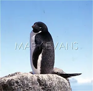 Adelie: ADELIE PENGUIN ON ROCK