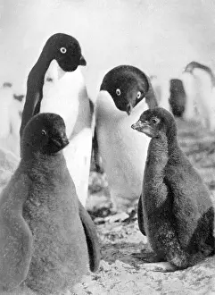 Adelie: ADELIE PENGUINS