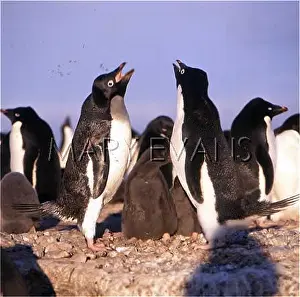 Rookery: ADELIE PENGUINS & CHICKS