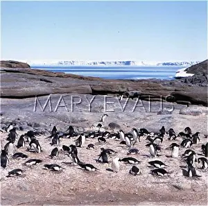 Adelie: ADELIE PENGUINS ON NESTS