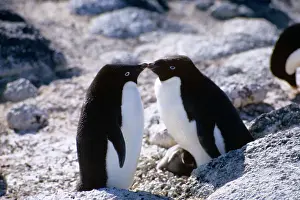 Seabirds: Two Adelie Penguins (Pygoscelis Adeliae)
