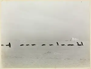 Levick: Adeliee Penguin group