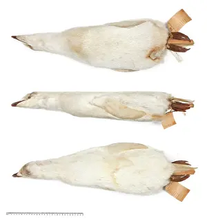 Levick: Adeliee penguin Pygoscelis adeliae
