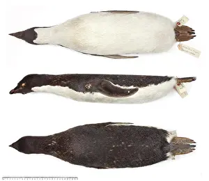 Levick: Adeliee penguin, Pygoscelis adeliae