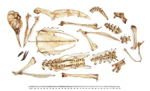 Adeliee: Adeliee penguin skeleton Pygoscelis adeliae