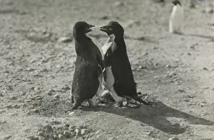 Levick: Adeliee Penguins, Cape Adair