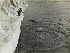 Levick: Adeliee Penguins, Cape Adare