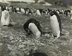 Levick: Adeliee Penguins, Cape Adare