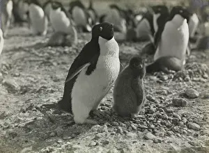 Levick: Adeliee Penguins, Cape Adare