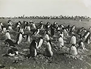 Levick: Adeliee Penguins, Cape Adare