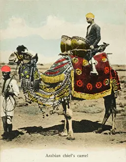 Tassles: Aden, Yemen - Chieftain's Camel