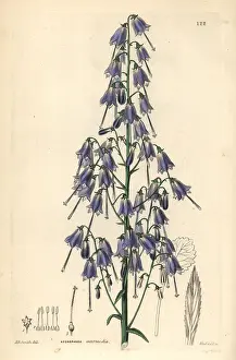 Intermedia: Adenophora stenanthina