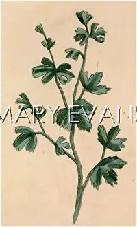 Maidenhair: ADIANTUM CAPILLUS-VENER