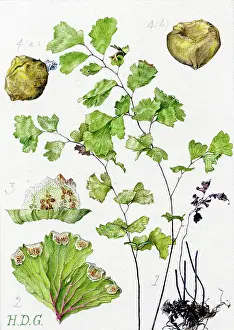 Maidenhair: Adiantum capillus-veneris