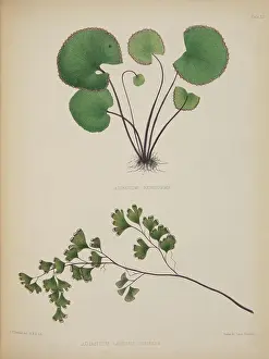 Penfold: Adiantum reniforme and A. capillus-veneris