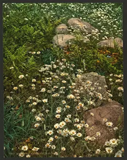 Adirondack: Adirondack mountain wild flowers