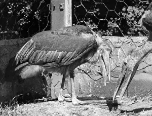 ADJUTANT STORKS