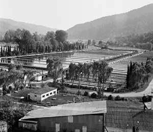 Adler: Adler trout breeding farm