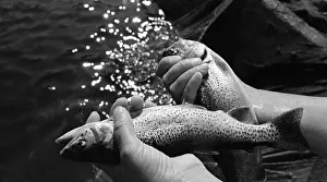 Rainbow: Adler trout breeding farm