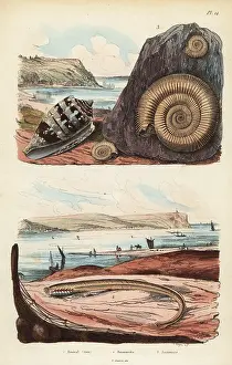 Conus: Admiral cone, larval stage of lamprey, and extinct ammonite
