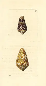 Conus: Admiral cone varieties, high admiral and cedo nulli