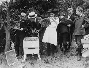 Bees: Adolescents, 1912