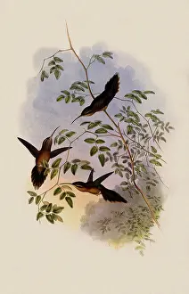 Hermit: Adolph's Hermit, PhaEothornis Adolphi
