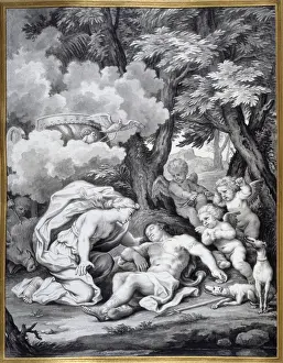 Boar: Adonis