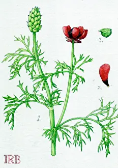 Adonis: Adonis annua