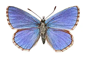Adonis: Adonis blue butterfly