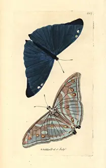 Adonis: Adonis blue butterfly, Polyommatus bellargus