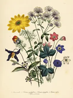 Adonis: Adonis, columbine, clematis and hepatica species