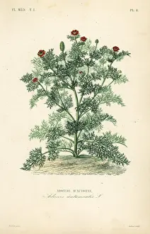 Adonis: Adonis flower or pheasant's eye, Adonis
