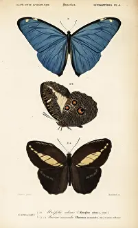 Dorbigny: Adonis Morpho and Pavonia anaxandra butterflies