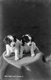 Fluffy: Two Adorable Puppies
