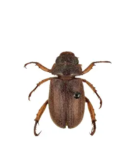 Rosales: Adoretus versutus, rose beetle