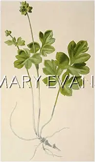 Tuberous: ADOXA MOSCHATELLINA