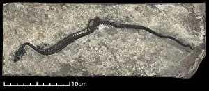 Dalmation: Adriosaurus suessi
