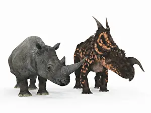 Simum: An adult Einiosaurus compared to a modern adult White ?