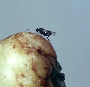 Macquitty: Adult gall wasp