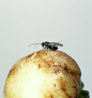 Gall: Adult gall wasps