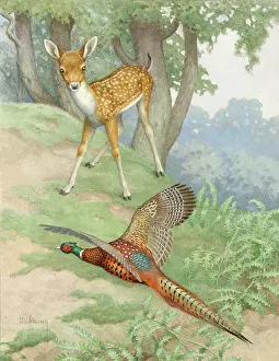 Hopking: Adventure - a fawn and a pheasant