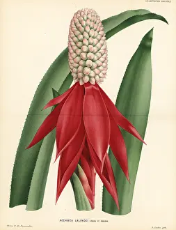 Aechmea: Aechmea mariae-reginae