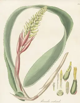 Succulent: Aechmea nudicaulis