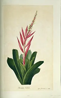 Bromeliaceae: Aechmea nudicaulis, bromeliad
