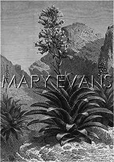 Paniculata: AECHMEA PANICULATA