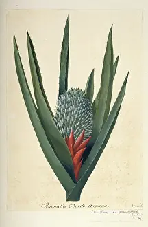 Bromeliaceae: Aechmea sphaerocephala