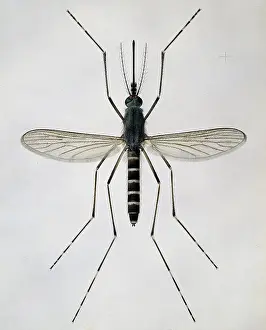 Amadeo: Aedes cantans, mosquito