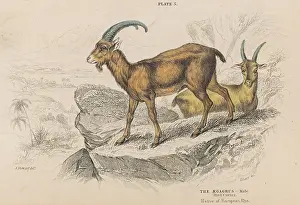 Aegagrus: AEGAGRUS OF THE ALPS