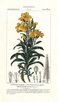 Wallflower: Aegean wallflower, Erysimum cheiri